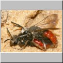 Sphecodes albilabris - Blutbiene 02a 12-13mm Paarung.jpg